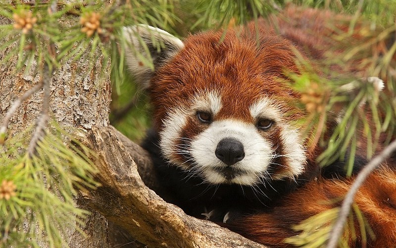 Conociendo Más Al Panda Rojo | Museo Nacional De Historia Natural